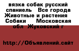 вязка собак русский спаниель - Все города Животные и растения » Собаки   . Московская обл.,Жуковский г.